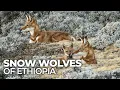 Download Lagu The Last Wolves of Frozen Africa