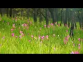 Jim Brickman - 88: Solo Piano Sessions [Album Visualizer]