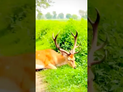 Gori ne hiran bhaga diya 😱 #shorts #shortvideo #subscribe @mrkapil9734