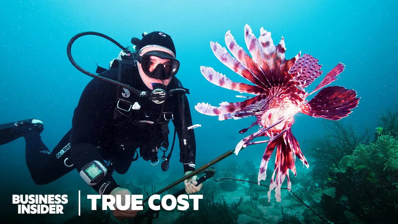 Invasive Lionfish in the Caribbean: Ecological Impact and Spearfishing Solutions