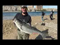 Great Striper Fishing at Community Park Bullhead City