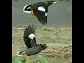 Download Lagu MP3 Pikat/terapi burung jalak kebo ribut paling banyak digunakan #pikat