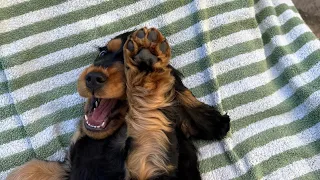Je vous présente mon chiot 🤍 et on passe une douce journée à Lyon.