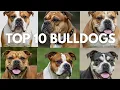 The Ultimate Bulldog Showdown