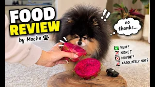 My Picky Pomeranian Rates Different Foods
