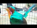 Download Lagu Burung Kolibri Muncang Keren Cantik Jinak Gacor | Hummingbirds are beautiful | طيور جميلة