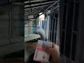 Download Lagu LIAT POCONG AUTO NAGIH🤣 #trending #shorts #creepy #hororkomedi #pocong #lucu #ngakak