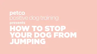 How to Stop Your Dog from Jumping Petco