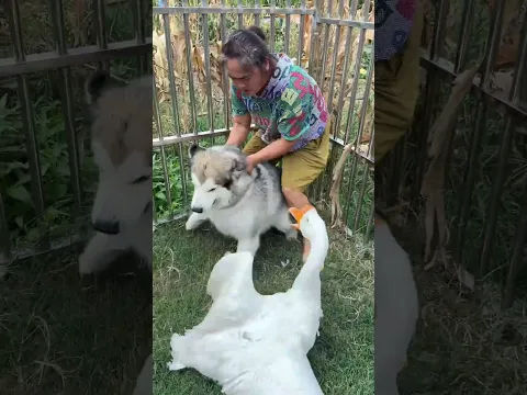 狗子：攔不住根本靠不住！ #pets #萌寵 #funny #狗狗 #搞笑