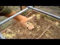 Box Trap Trigger