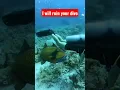 Do not play with trigger fish