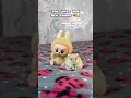 Download Lagu Miss. Jelly Tot does a LABUBU Unboxing! ❤️🥰 #shorts #hamsters #pets #pet