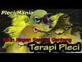 Download Lagu Terapi PLeci JAMIN LANGSUNG NYAUT | MASTERAN AUDIO TERAPI PLECI TERBARU
