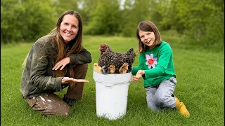 Our Chicken Hatched Eggs on a Bucket
