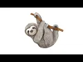 Sloth Sound