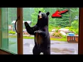 Download Lagu Bear Shows Up at Family’s Window Daily – Dad Finally Follows and Uncovers the Truth