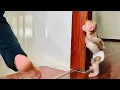 Macaco Lala se esconde do papai para nadar é muito fofo