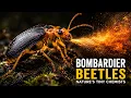 Bombardier Beetles Nature s Tiny Chemists