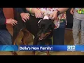 Rottweiler rescued by CBS13 photographer near Yolo Causeway adopted by new family