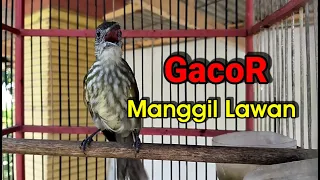 Download Pancingan Bayeman Gacor Manggil Lawan MP3