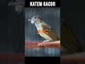 Download Lagu KAPAS TEMBAK GACOR  SUARA PULEN
