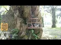 Suara Burung Murai Kampung..Pikat/Denak Murai Kampung 