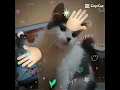 Lagu kucing kesanganku 🥹🥹🥺🥰🥰😇😊😘