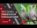 Download Lagu PANGGILAN KAWIN...!!! SUARA BURUNG TEKUKUR TERBAIK (NO.5)