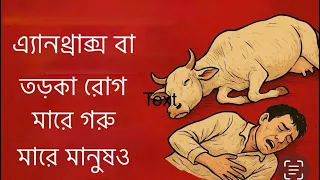 এ্যানথ্রাক্স বা তড়কা রোগ। মারে গরু, মারে মানুষও