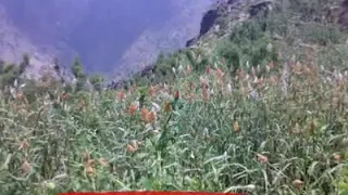 شتخيلك لما الصباح يطلع   إن كان قلبي في هواك شرع    صور من مديرية برع   الحديده دندنها