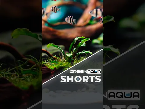 This is what we mean by "the beautiful world of aquascaping"!🥰
