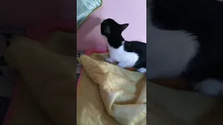 علامات السعال والعطاس عند القطط مما يدل على وجود التهاب تنفسي 