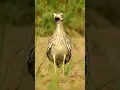 Download Lagu The Indian stone-curlew or Indian thick-knee is a species of bird in the family Burhinidae. It was
