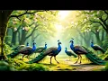 Download Lagu peacock sings 4k. beautiful animals