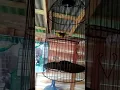 Download Lagu Suara burung pleci tembakan rapet