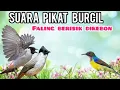 Download Lagu SUARA PIKAT BURUNG KECIL PALING BERISIK DIKEBON 😁