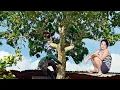 Download Lagu Cưa cây Xoài sắp ngã vào nhà / Sawing down a mango tree about to fall on the house | T985