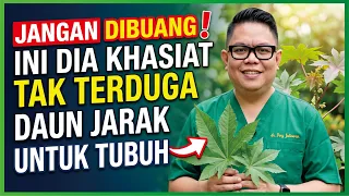 JANGAN DIBUANG! INI DIA KHASIAT TAK TERDUGA DAUN JARAK UNTUK TUBUH