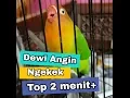 Lagu Love bird ngekek panjang | durasi 2 menit up | Dewi Angin