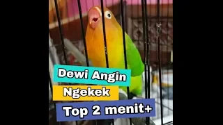 love bird ngekek panjang durasi 2 menit up dewi angin