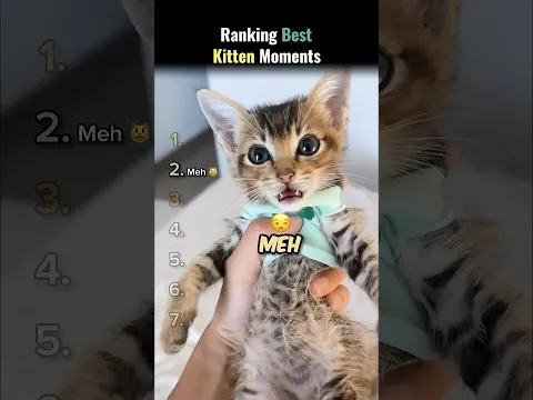 Ranking Best Kitten Moments..😼🍼