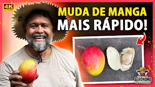 Quebra de DORMÊNCIA no caroço da MANGA