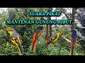 Download Lagu Suara pikat mantenan gunung