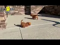 Lively Cavapoo Puppies