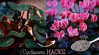 Download A Comprehensive Guide On Cyclamen Plant Care! (6-TRICKS*) MP3