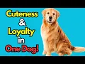 Golden Mountain Dog The combination of Cuteness Loyalty