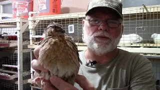 how to sex coturnix quail feather u0026 vent sexing