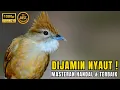 Download Lagu 🔴KAPAS TEMBAK TEMBAKAN RAPAT | Kapas Tembak Gacor Speed Rapat | Suara Masteran Kapas Tembakan JERNIH
