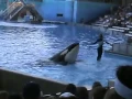 Dawn Brancheau la entrenadora y la orca