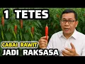 Lagu ‼️CUMA 1 TETES‼️CABAI RAWIT BIASA JADI JUMBO RAKSASA‼️Teknik Perlakuan Benih + Rekayasa Genetik‼️